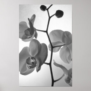Schwarz-Weiß-Orchideen am Stem Poster