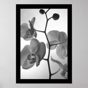 Schwarz-Weiß-Orchideen am Stem Poster