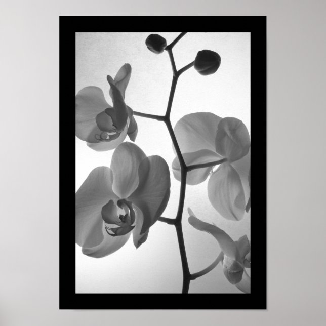 Schwarz-Weiß-Orchideen am Stem Poster (Vorne)
