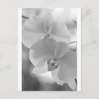 Schwarz-Weiß-Orchideen Postkarte
