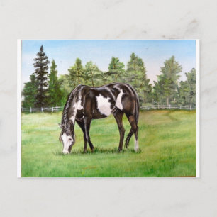 Schwarz-Weiß-Paint-Pferd/Pony-Weide im Feld Postkarte