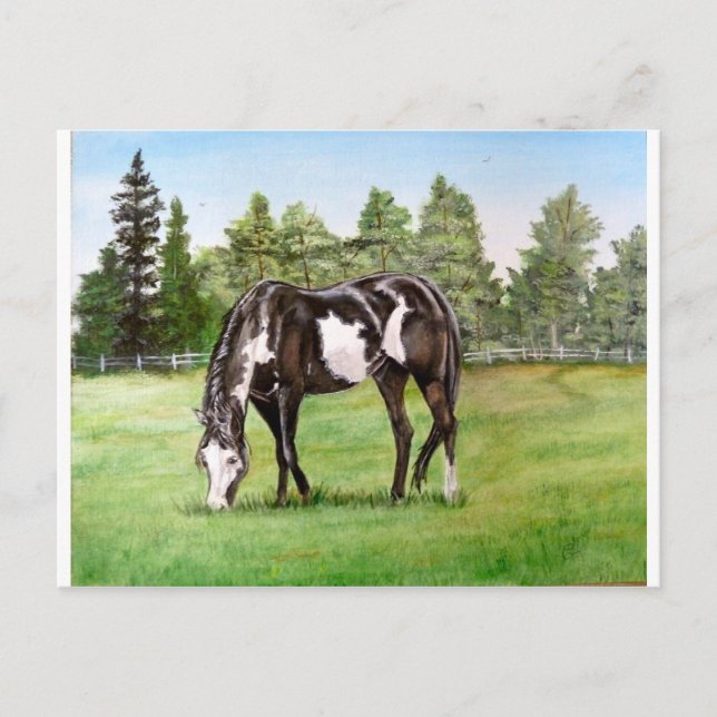 Schwarz-Weiß-Paint-Pferd/Pony-Weide im Feld Postkarte (Vorderseite)