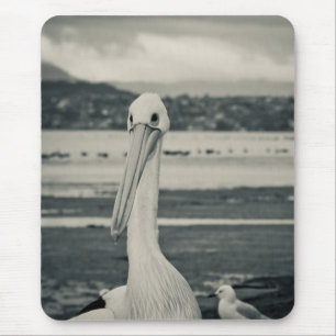 Schwarz-Weiß-Pelican-Foto Mousepad