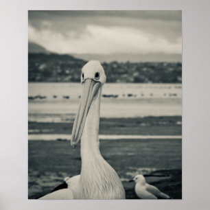 Schwarz-Weiß-Pelican-Foto Poster