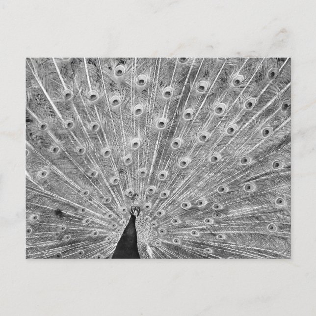 Schwarz-Weiß-Pfau-Anzeige Postkarte (Vorderseite)