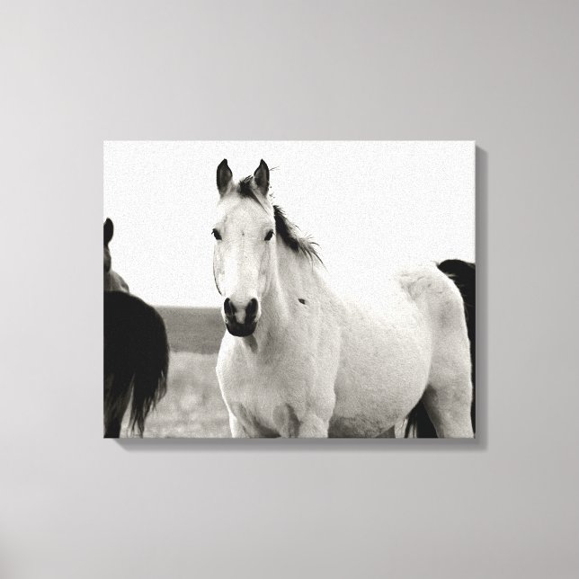 Schwarz-Weiß-Pferd in den Flint Hills Leinwanddruck (Vorderseite)