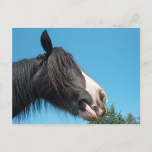 Schwarz-Weiß-Pferd/Pony - Pferdefotografie Postkarte