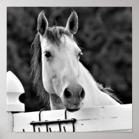 Schwarz-Weiß-Pferd