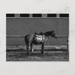 Schwarz-Weiß-Pferd Postkarte
