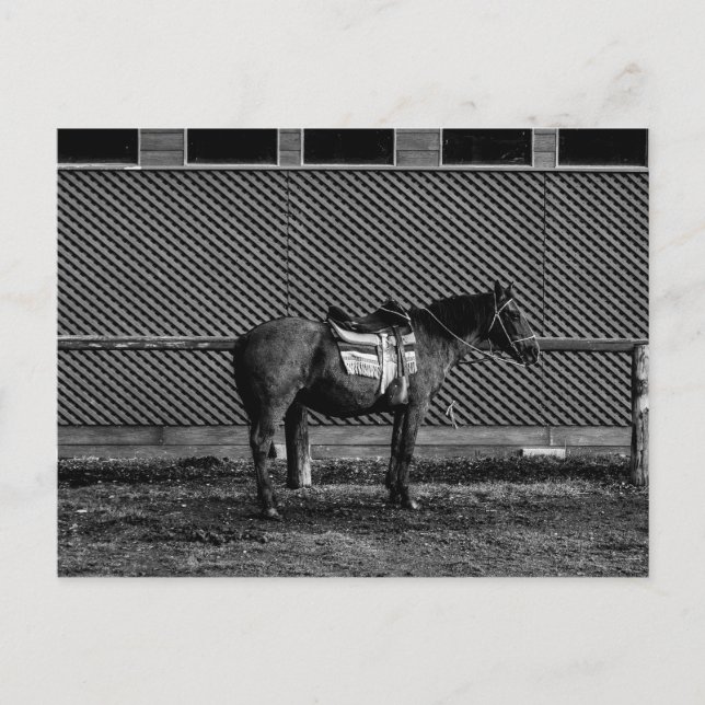 Schwarz-Weiß-Pferd Postkarte (Vorderseite)
