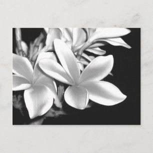 Schwarz-Weiß-Plumeria Postkarte