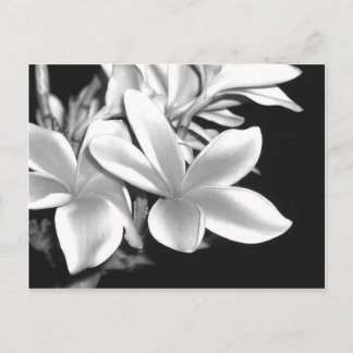 Schwarz-Weiß-Plumeria Postkarte