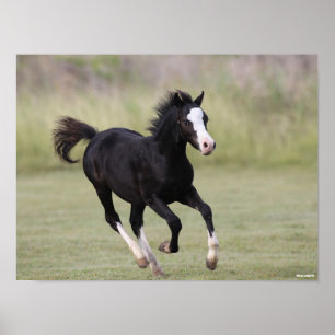 Schwarz-Weiß-Pony Foal läuft Poster