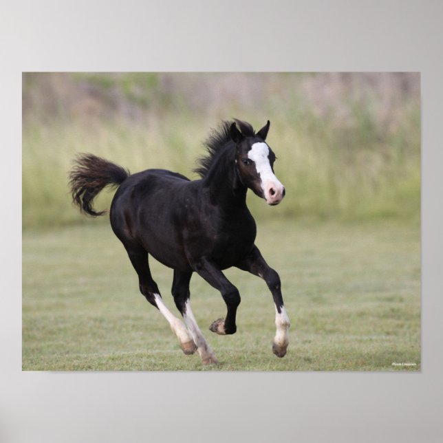 Schwarz-Weiß-Pony Foal läuft Poster (Vorne)