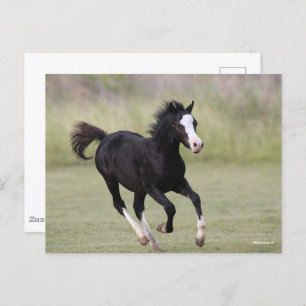 Schwarz-Weiß-Pony Foal läuft Postkarte