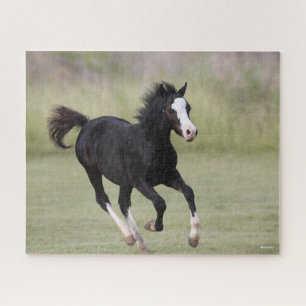 Schwarz-Weiß-Pony Foal läuft Puzzle