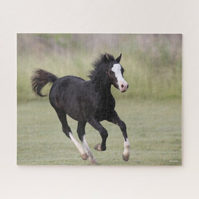 Schwarz-Weiß-Pony Foal läuft Puzzle (Horizontal)