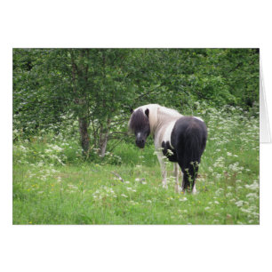 Schwarz-Weiß-Pony in Gras und Blume