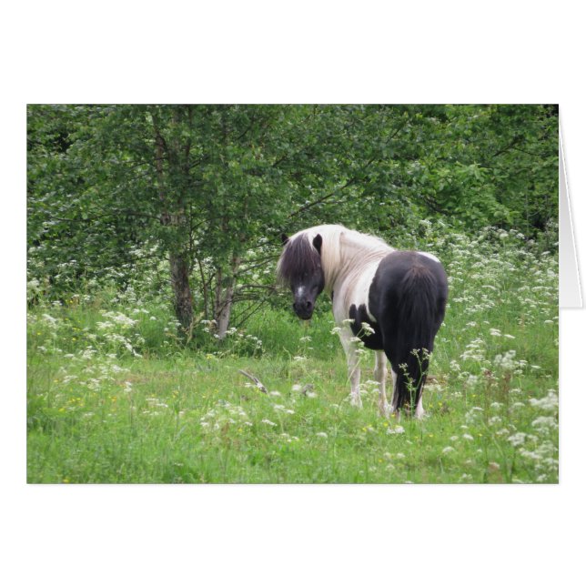 Schwarz-Weiß-Pony in Gras und Blume (Vorderseite (Horizontal))