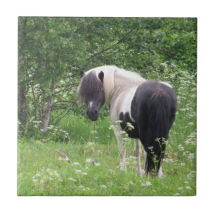Schwarz-Weiß-Pony in Gras und Blume Fliese