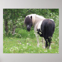 Schwarz-Weiß-Pony in Gras und Blume