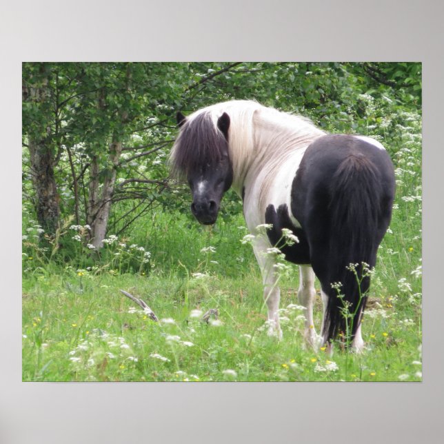 Schwarz-Weiß-Pony in Gras und Blume Poster (Vorne)