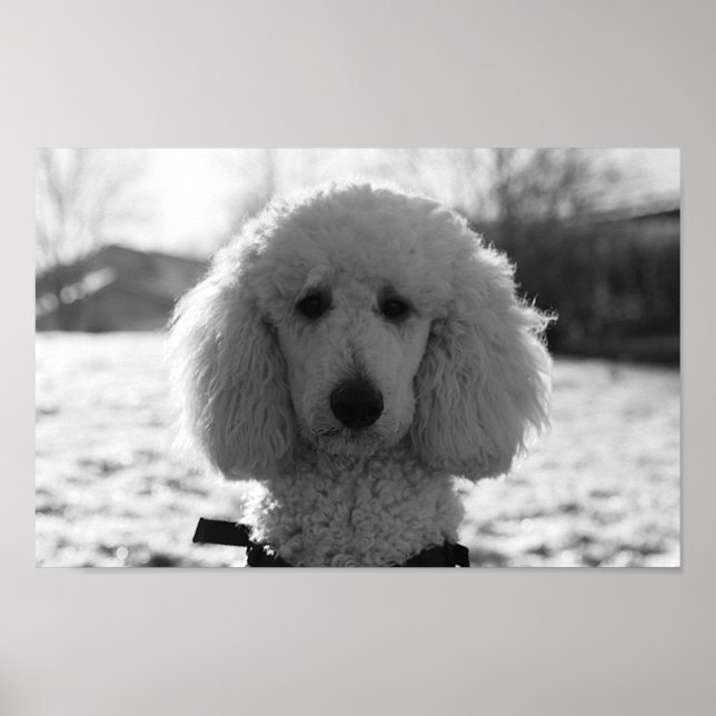 Schwarz-Weiß-Poodle-Gesichter Welpen Poster (Vorne)