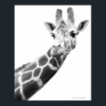Schwarz-Weiß-Portrait einer Giraffe Poster<br><div class="desc">Tiere->Giraffen</div>
