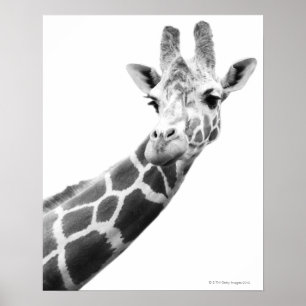 Schwarz-Weiß-Portrait einer Giraffe Poster
