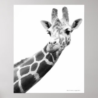 Schwarz-Weiß-Portrait einer Giraffe Poster