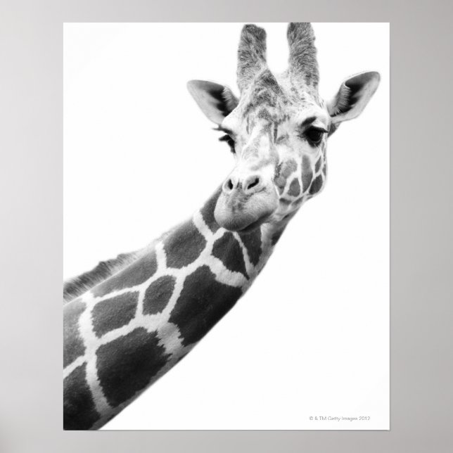 Schwarz-Weiß-Portrait einer Giraffe Poster (Vorne)