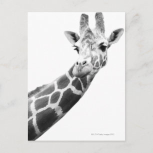 Schwarz-Weiß-Portrait einer Giraffe Postkarte