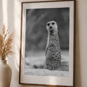 Schwarz-Weiß-Porträt einer Erdmännchen-Wildtierauf Poster