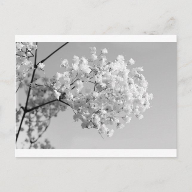 Schwarz/Weiß Postkarte (Vorderseite)