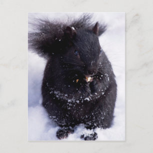 Schwarz-Weiß-Postkarte Postkarte