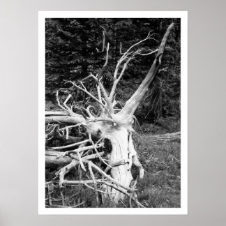 Schwarz-Weiß-Print, Dead Tree Poster