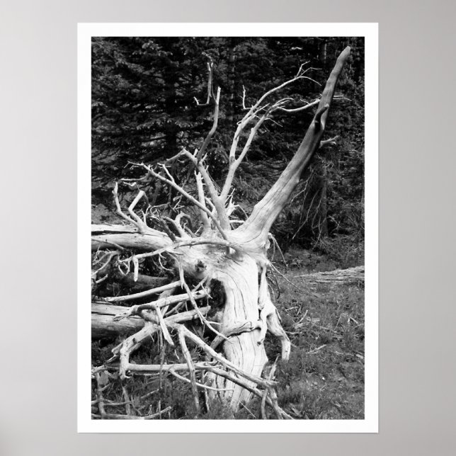 Schwarz-Weiß-Print, Dead Tree Poster (Vorne)