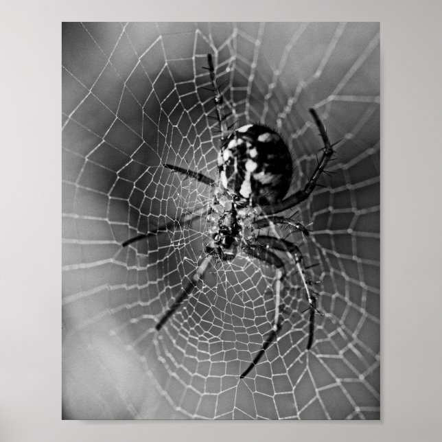 Schwarz-Weiß-Radnetzspinne Poster (Vorne)