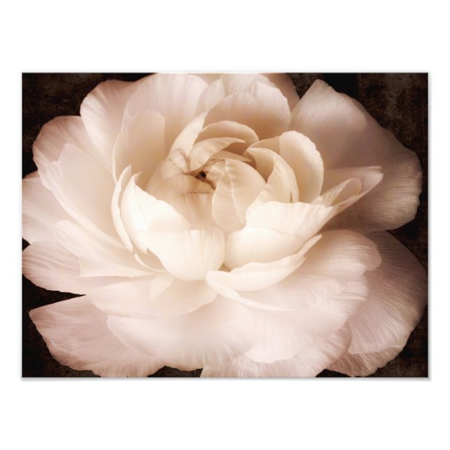 Schwarz-Weiß-Ranunculus-Blume Sepia floral Fotodruck (Vorne)