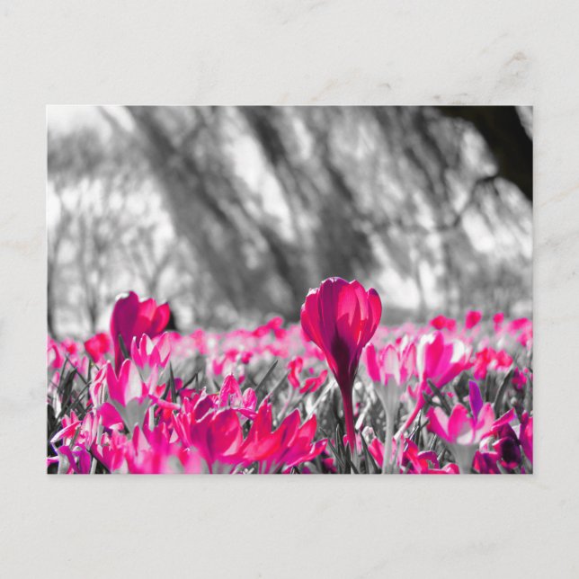 Schwarz-weiß-Rosa-Blume Monochrome Postkarte (Vorderseite)