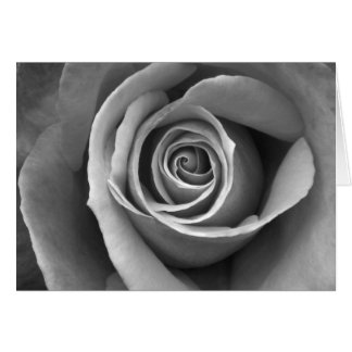 Schwarz-Weiß-Rose