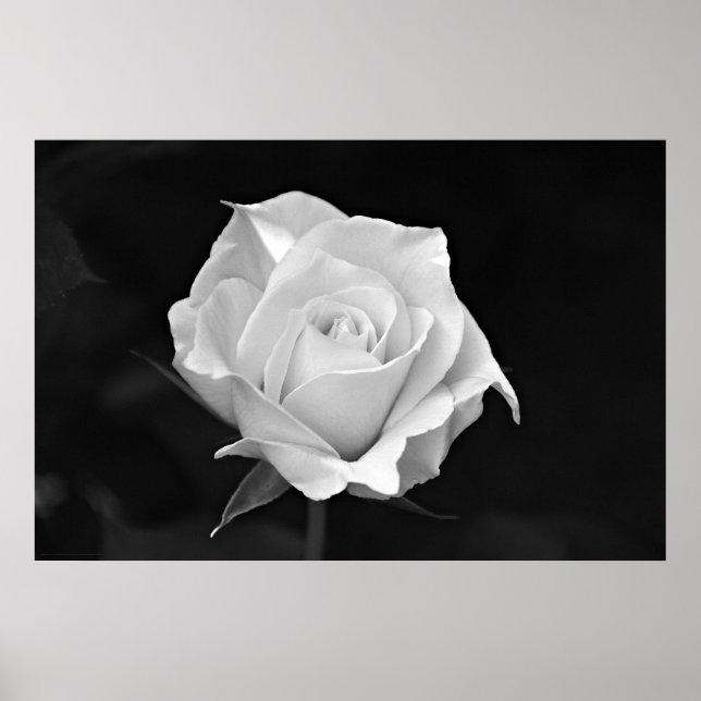 Schwarz-Weiß-Rose-Poster Poster (Vorne)