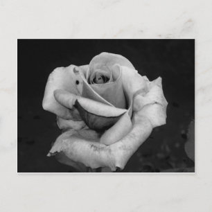 Schwarz-Weiß-Rose Postkarte