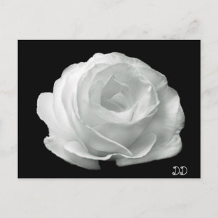 Schwarz-Weiß-Rose Postkarte