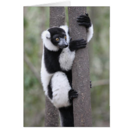 Schwarz-Weiß-Ruffed Lemur auf Baum