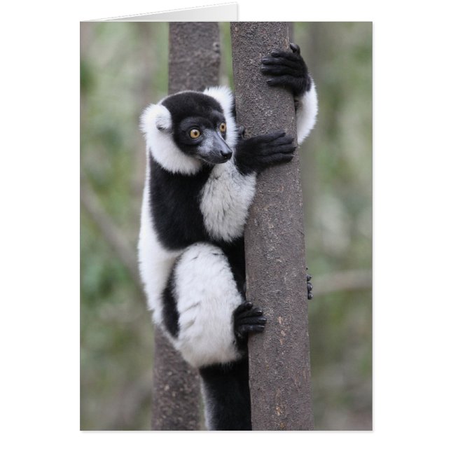 Schwarz-Weiß-Ruffed Lemur auf Baum (Vorne)