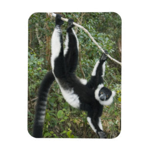 Schwarz-Weiß-Ruffed Lemur (Varecia Magnet