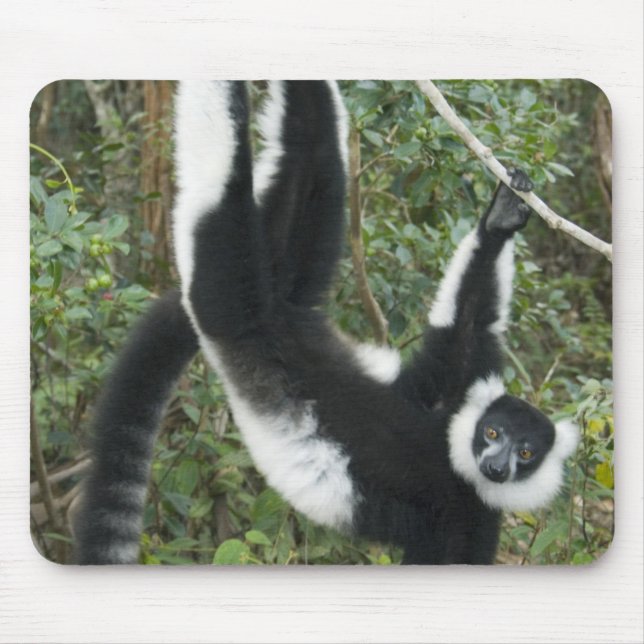 Schwarz-Weiß-Ruffed Lemur (Varecia Mousepad (Vorne)