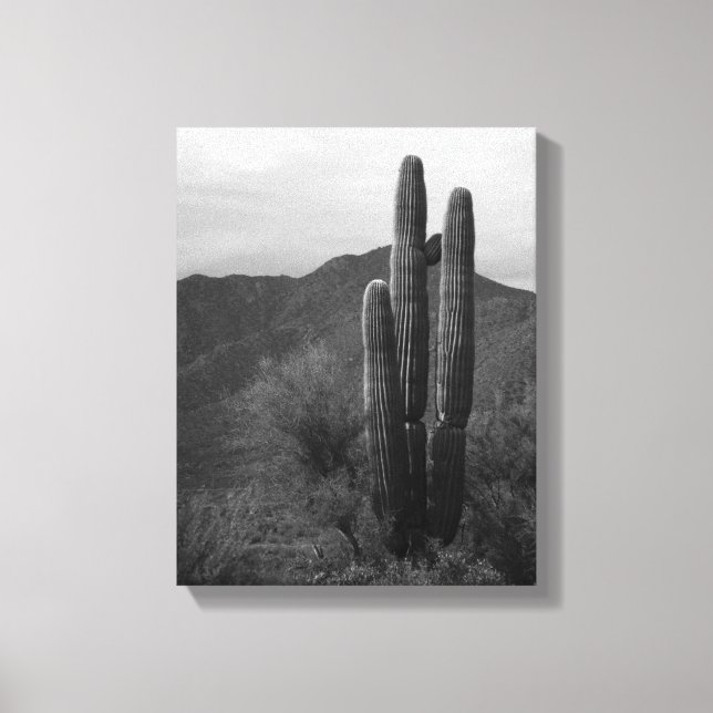 Schwarz-Weiß-Saguaro-Kakteen in Hills 11x14 Leinwanddruck (Vorderseite)