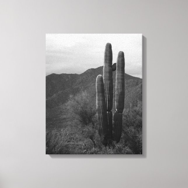 Schwarz-Weiß-Saguaro-Kakteen in Hills 16x20 Leinwanddruck (Vorderseite)